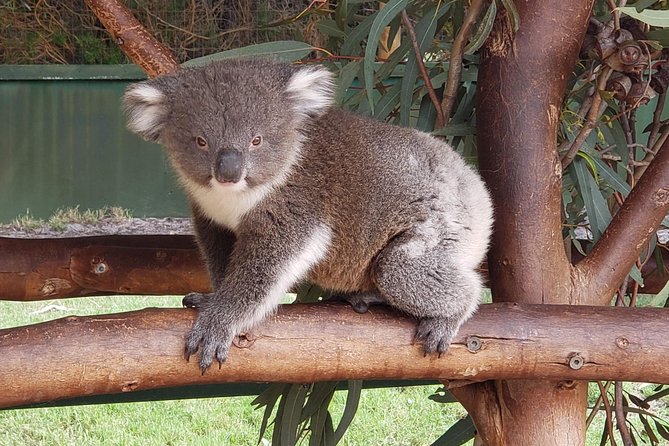 Perth Wildlife Park & City Highlights - Premium Small Group Tour - Elizabeth Quay Bridge city vistas: the classic Perth finish