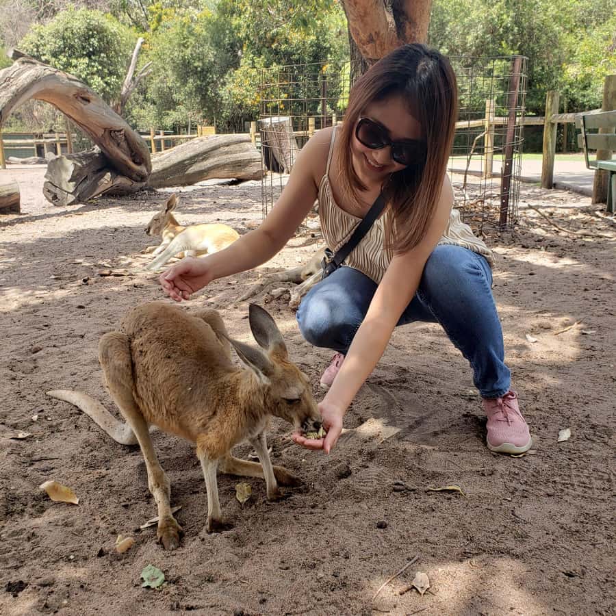 Perth Wildlife Park & City Highlights - Small Group Tours - Caversham Wildlife Park: Kangaroos, Koalas, Wombats, and an Actual Guided Visit
