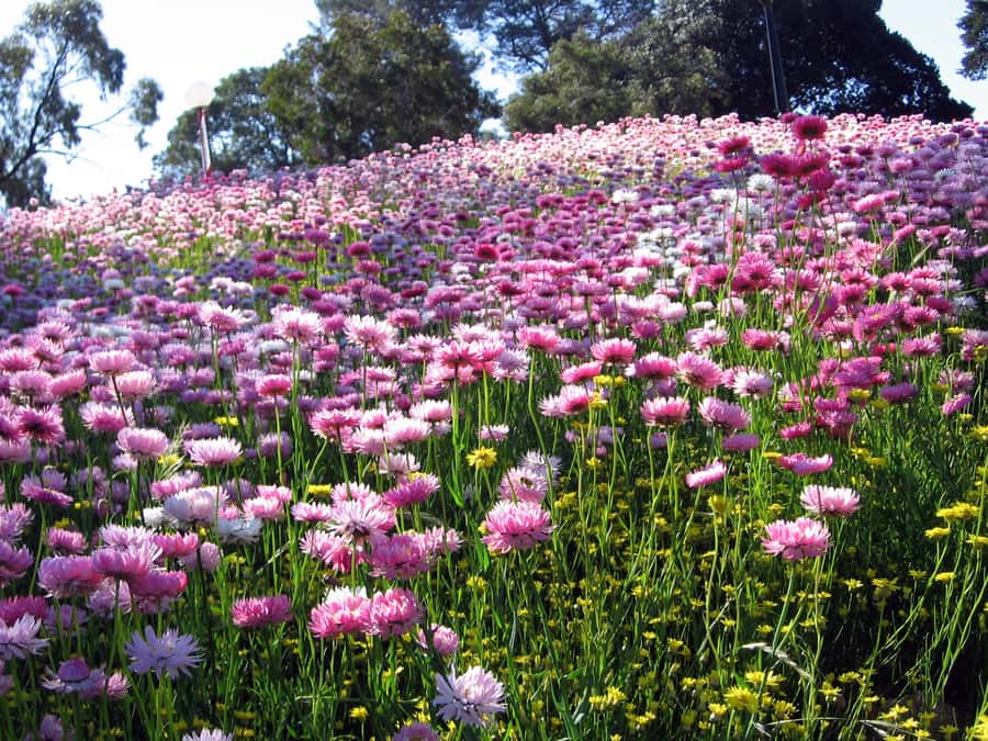 Perth Wildlife Park & City Highlights - Small Group Tours - Swan Valley Winery Lunch and Wine Tasting: A Taste of Western Australia Without the Stress