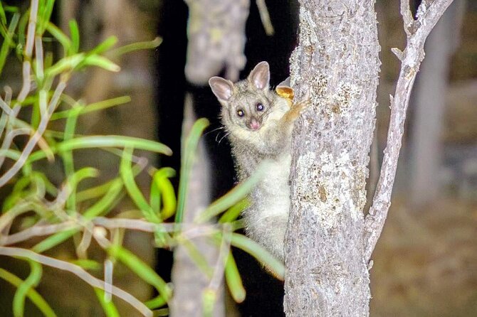 Perth Wildlife Tour Under the Stars with Dinner - The scenic drive and the “how to watch” moment