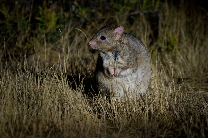 Perth Wildlife Tour Under the Stars with Dinner - Price and value: what you get for $111.17, plus what might cost extra