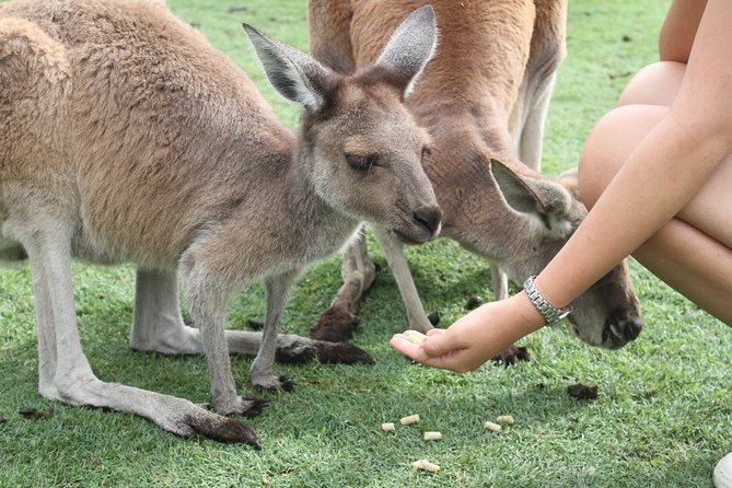 Pinnacles Desert, Koalas and Sandboarding 4WD Day Tour from Perth - Who this tour fits best (and who should adjust expectations)