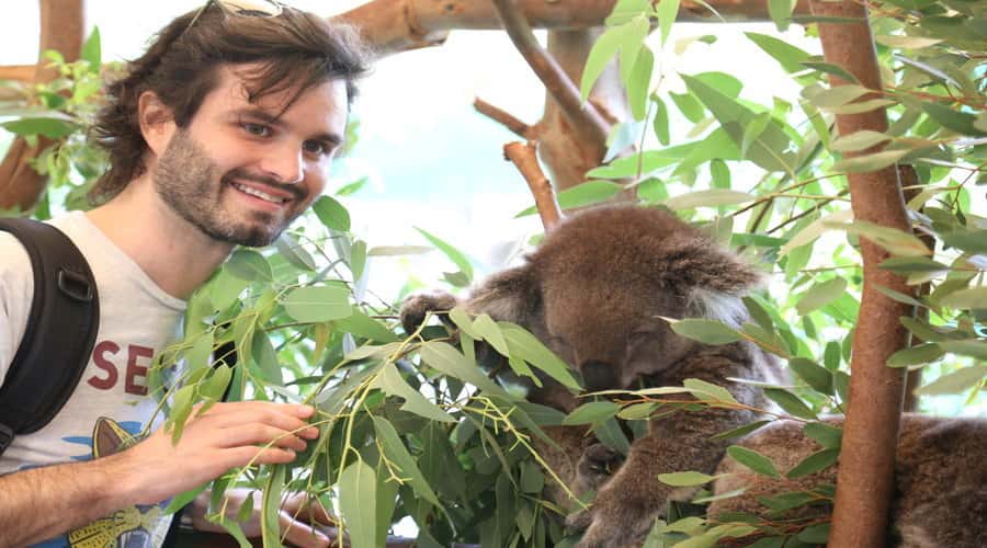 Pinnacles, Koalas & Sandboarding Tour Day Trip from Perth - A Full Day Out of Perth: What 11.5 Hours Really Means