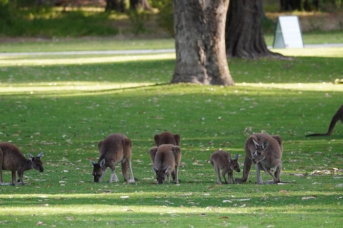 Private One Day Perth Tour - Yanchep National Park: kangaroos, koalas, and limestone caves