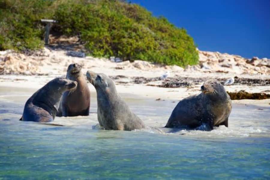 Rockingham: Shoalwater Islands, Dolphins, and Sea Lions Tour - Key things to know before you go