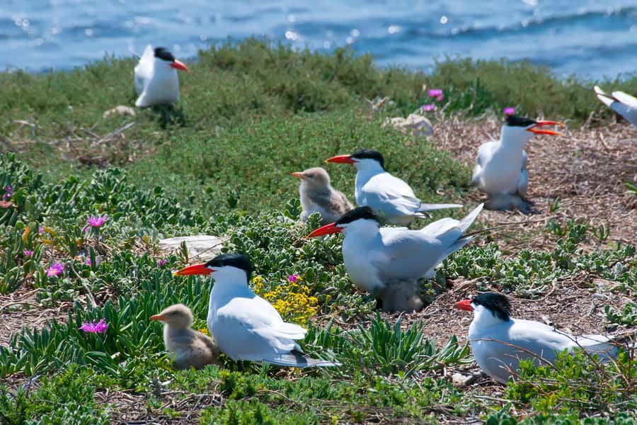 Rockingham: Shoalwater Islands, Dolphins, and Sea Lions Tour - Check in at Penguin Island and get positioned for the cruise