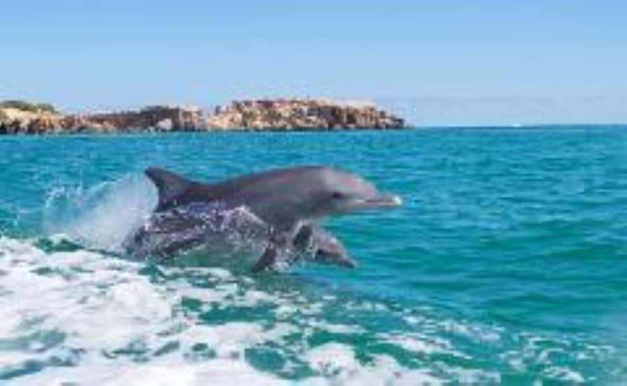 Rockingham: Shoalwater Islands, Dolphins, and Sea Lions Tour - Wild dolphins: how to spot them without stressing