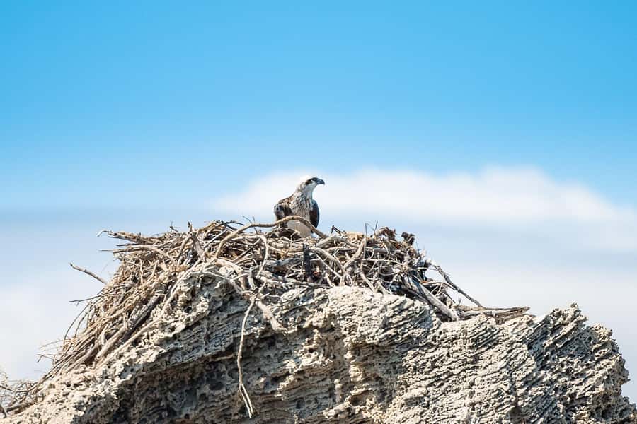 Rockingham: Shoalwater Islands, Dolphins, and Sea Lions Tour - Crew commentary and the photos: small extras that make a difference