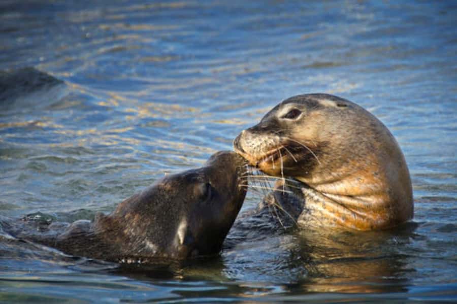 Rockingham: Shoalwater Islands, Dolphins, and Sea Lions Tour - Price and value: is $42 worth it for an hour?