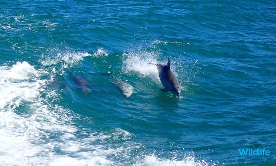 Rockingham: Shoalwater Islands, Dolphins, and Sea Lions Tour - Why the 60-minute glass-bottom cruise format works
