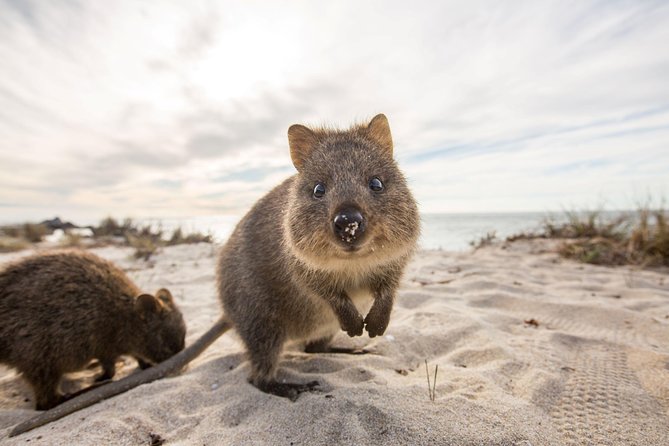 Rottnest Bayseeker Bus Tour from Hillarys Boat Harbour - Key things that make this Rottnest day trip work