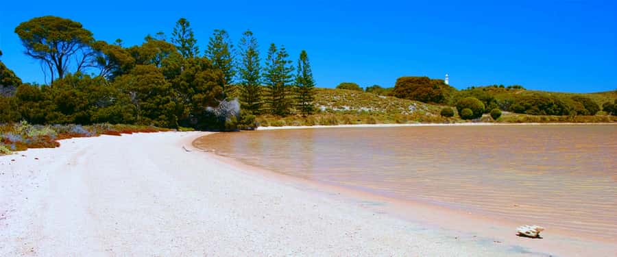Rottnest Grand Island Package with Ferry, Tour & Light Lunch - Getting oriented on Rottnest: Settlement time and a meeting you shouldn’t miss
