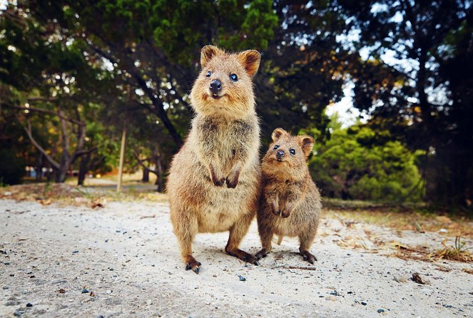 Rottnest Island All-Inclusive Grand Island Tour from Fremantle - Getting to Rottnest: SeaLink From Fremantle Without the Stress
