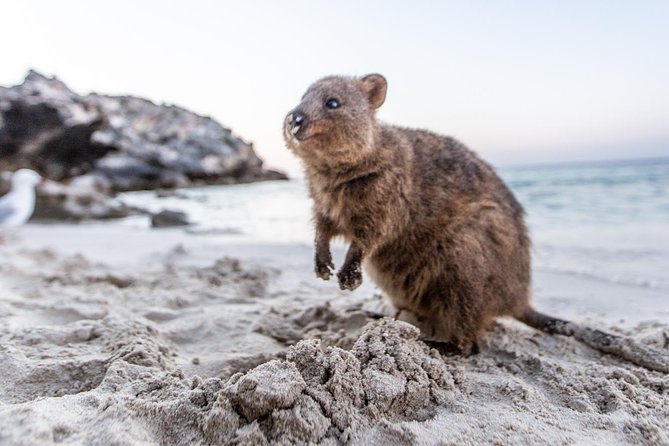 Rottnest Island All-Inclusive Grand Island Tour from Fremantle - Who This Tour Fits Best (and Who Might Want a Different Plan)