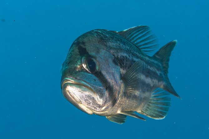 Rottnest Island Boat Dive Day Trip including Lunch - Price and value: is $186.48 actually fair?