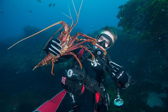 Rottnest Island Deep Dive Day Trips - Quick hits on Rottnest Island with Blue Destiny