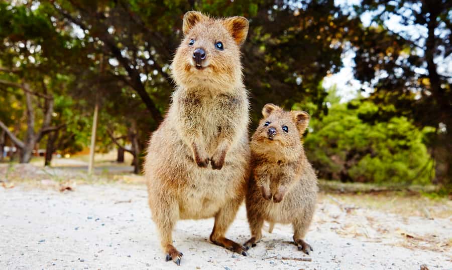 Rottnest Island Segway 1-Hour Settlement Tour - Key highlights worth planning around