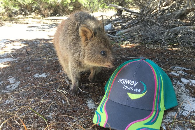 Rottnest Island Segway Tour: Fortress Adventure Tour - Price Check: Does €82.50 Feel Like Value?