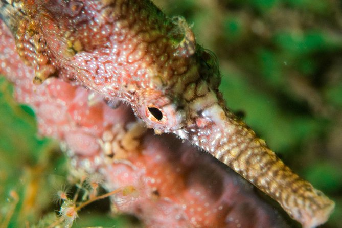 Scuba Dive The Beautiful Rottnest Island for Certified divers - Fremantle to Rottnest: East Street Jetty and the Linni Ride