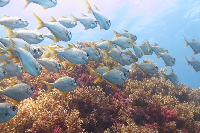 Scuba Dive The Beautiful Rottnest Island for Certified divers - Price and Value: Is $168.55 Worth It?