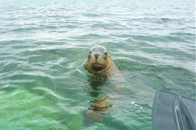 Seal Island and Penguin Island or Point Peron Sea Kayak Tour - Quick hits before you paddle