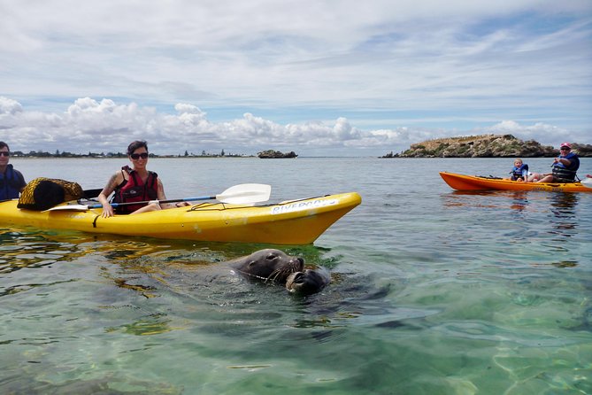 Seal Island and Penguin Island or Point Peron Sea Kayak Tour - Getting to the water from Perth CBD (and why it matters)