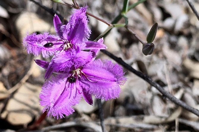 Spring Wildflower Private Day Tours - Toodyay: Country Town Break for Lunch, Shops, and Flower Time (3 Hours)