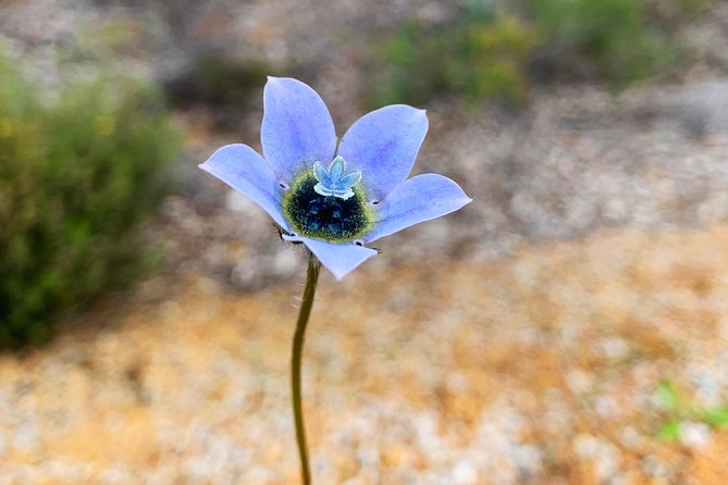 Spring Wildflower Private Day Tours - Chittering and the Central Wheatbelt Road Trip Option: Going Beyond Perth (Road Trip Only)