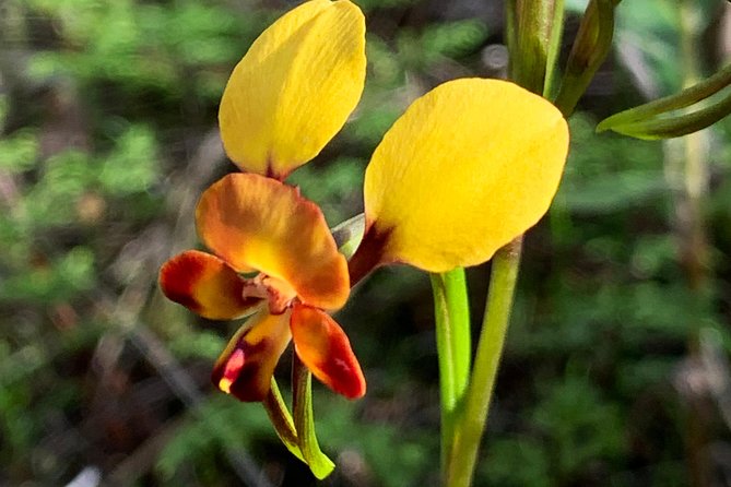 Spring Wildflower Private Day Tours - How the Guide Adapts When the Flower Calendar Shifts