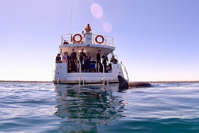 Swim with Wild Dolphins Day Tour - Meeting at Val Street and Getting to Rockingham