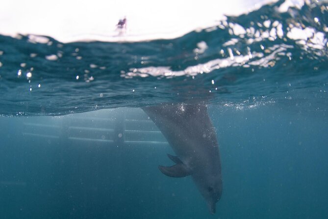 Swim with Wild Dolphins Day Tour - Photos on Flickr: a nice extra after the salt water