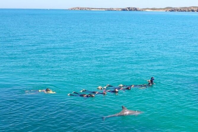 Swim with Wild Dolphins Day Tour - Who should book this dolphin swim tour (and who should skip it)
