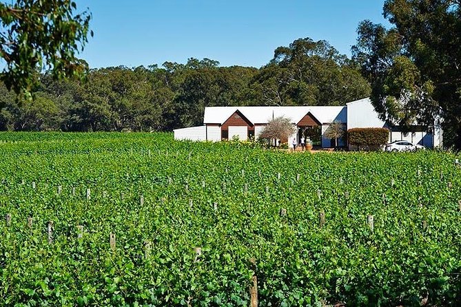 Upper Reach Winery: Swan Valley Winery and Vineyard Tour - Key things you’ll notice on this Upper Reach tour