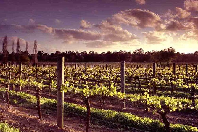 Upper Reach Winery: Swan Valley Winery and Vineyard Tour - Walking through the vines and seeing what’s running