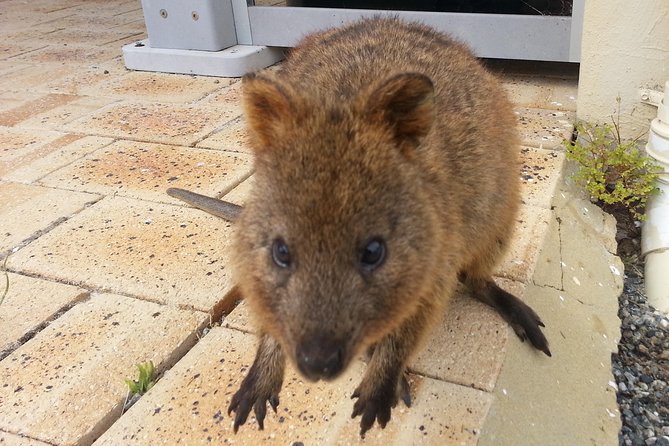 Wave Rock, Pinnacles and Rottnest One Day Aeroplane Tour - Flying out of Perth: why this day feels efficient