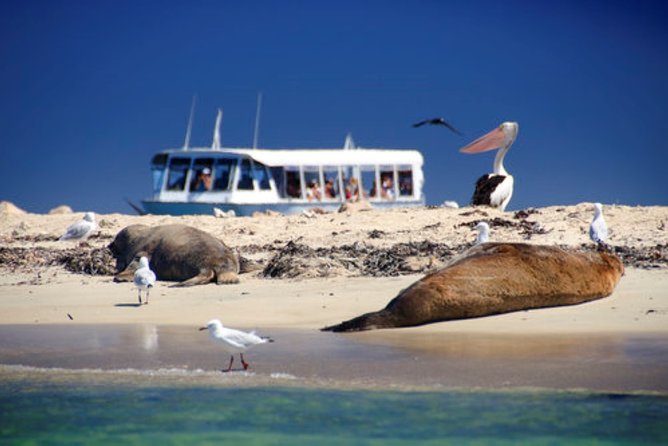 Wave Rock, Pinnacles and Rottnest One Day Aeroplane Tour - Who this tour suits best (and who might not love it)