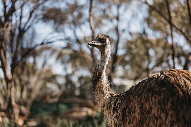 Wave Rock, York and Aboriginal Cultural Day Tour from Perth - Food, Comfort, and the Reality of a Long Day
